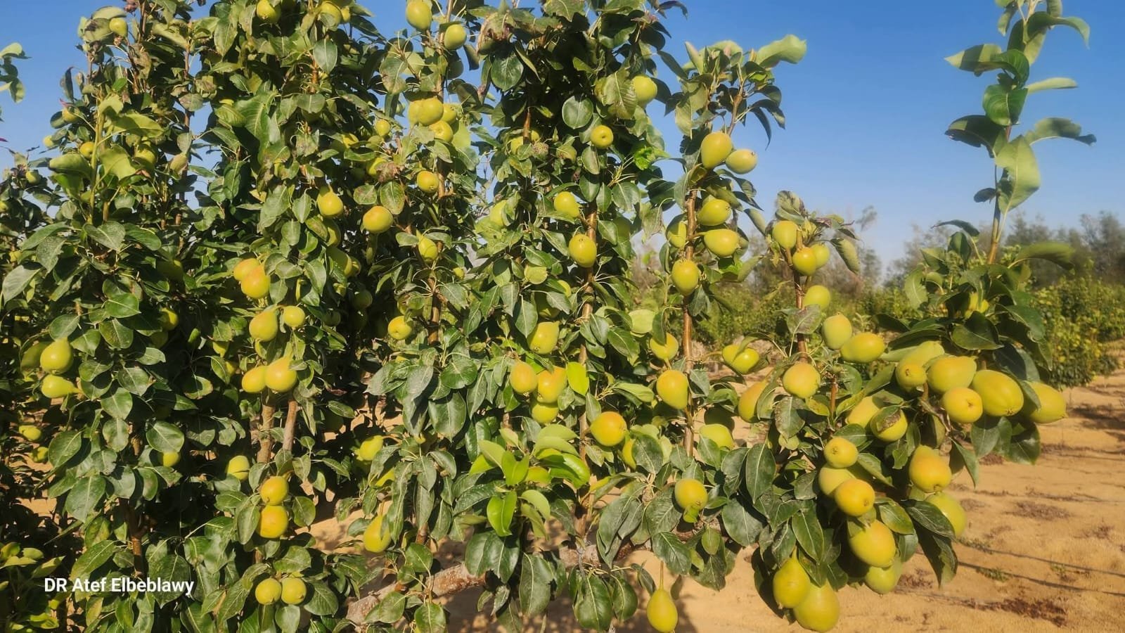 من مشتل شركة مكة