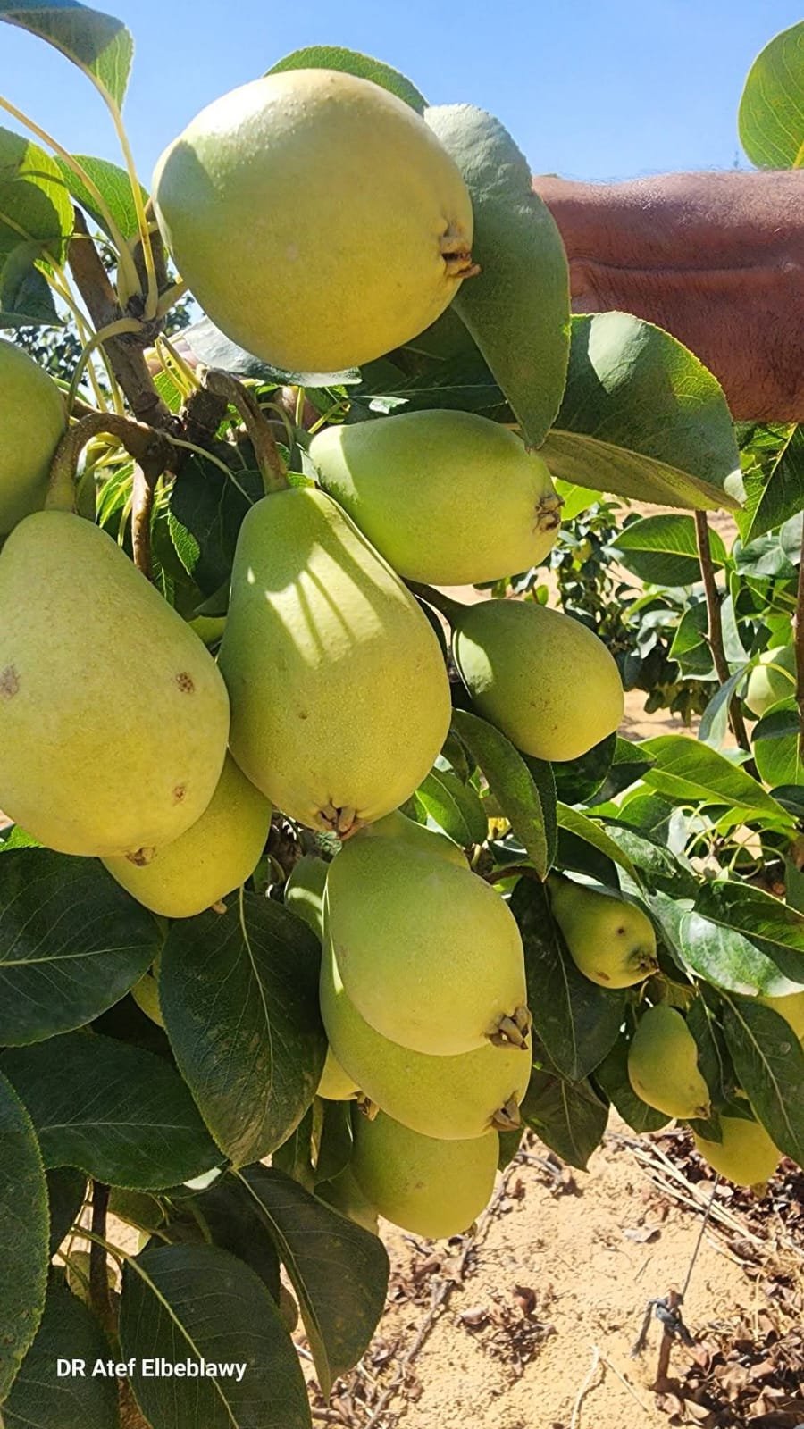 من مشتل شركة مكة