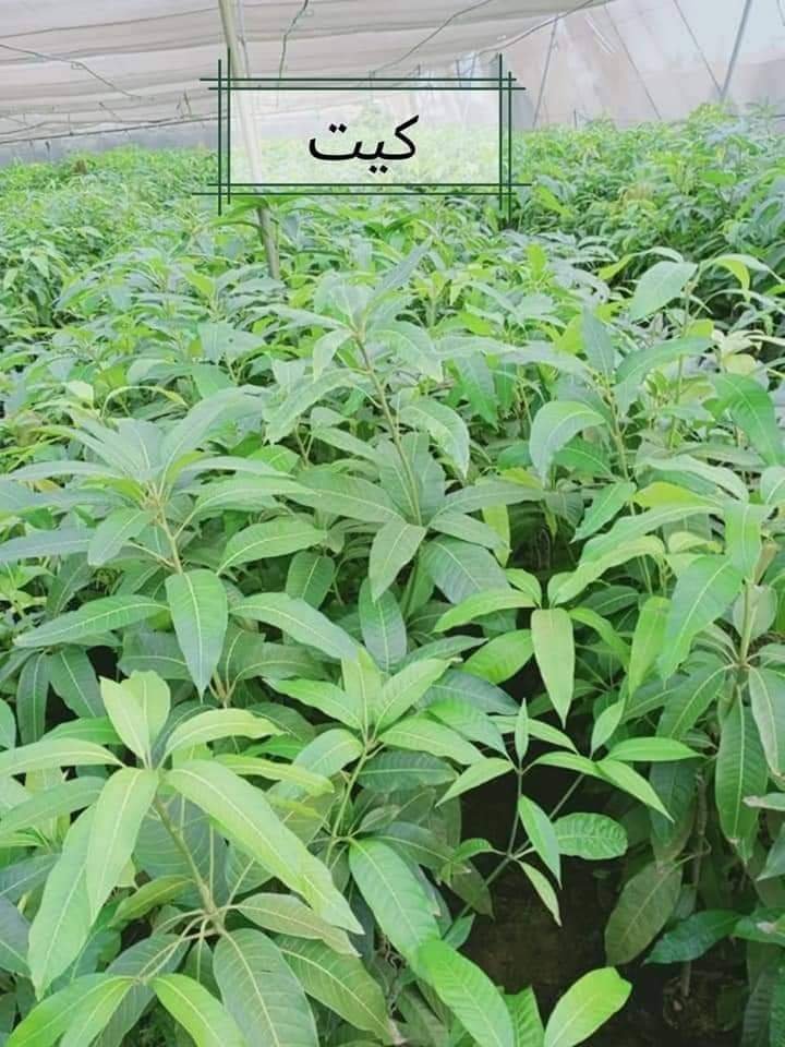 من مشتل شركة مكة