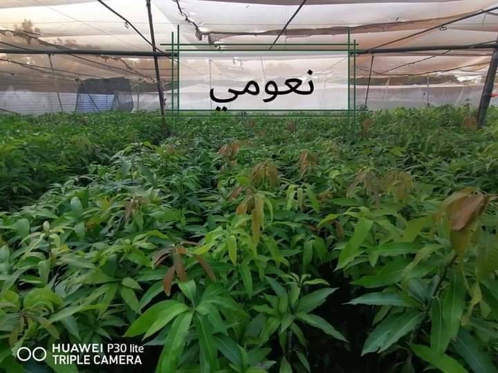 من مشتل شركة مكة