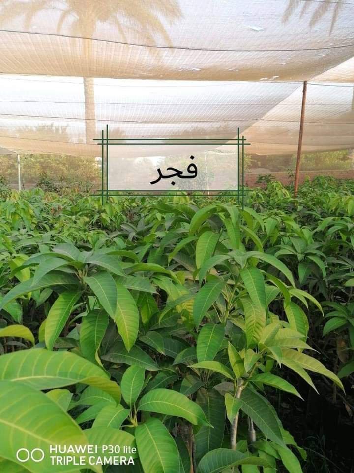 من مشتل شركة مكة