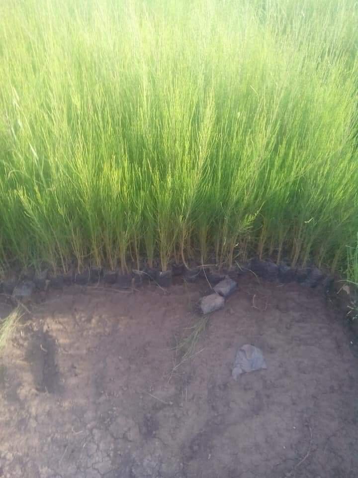 من مشتل شركة مكة